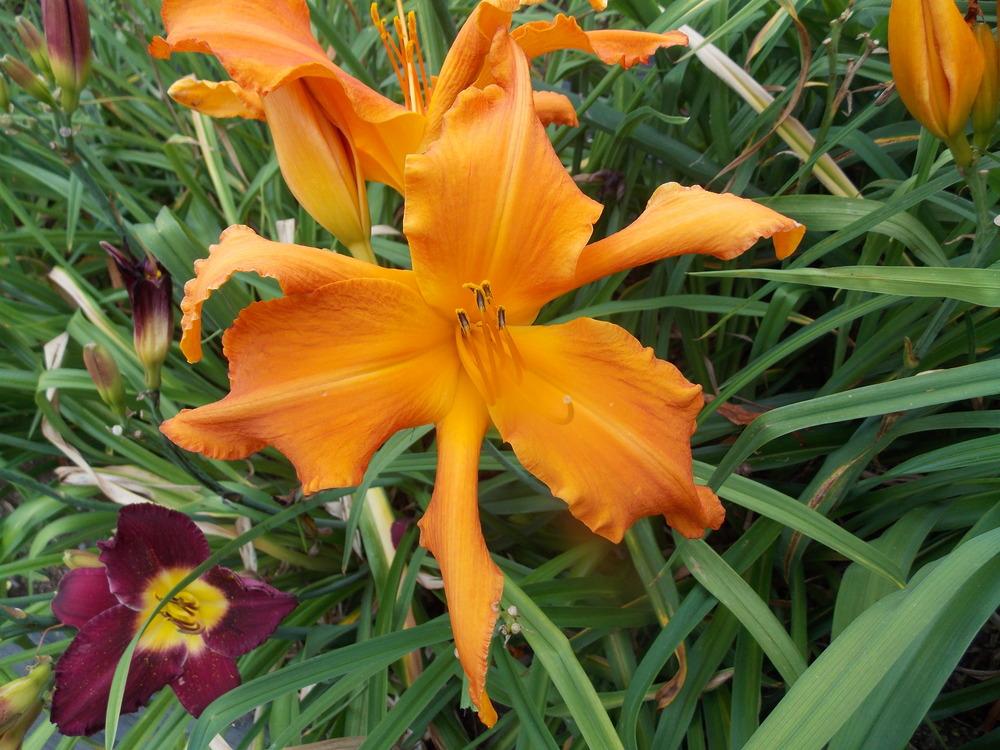 Photo of Daylily (Hemerocallis 'Highland Pinched Fingers') uploaded by RobLaffin