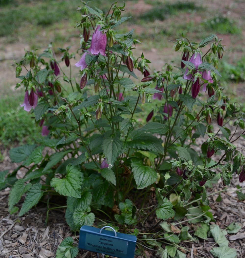 Photo of Bell Flower (Campanula Ringsabell™ Mulberry Rose) uploaded by aspenhill