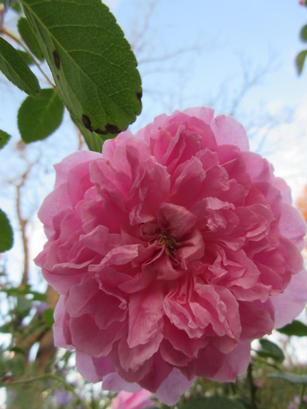 Photo of Rose (Rosa 'Harlow Carr') uploaded by christine00