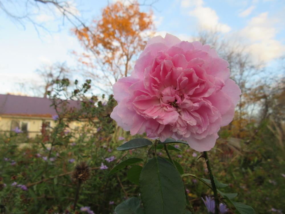Photo of Rose (Rosa 'Harlow Carr') uploaded by christine00
