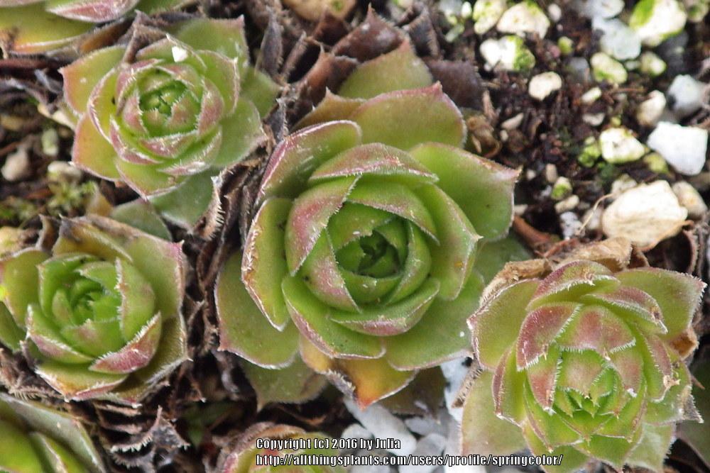 Photo of Hen and Chicks (Sempervivum 'Lilac Queen') uploaded by springcolor