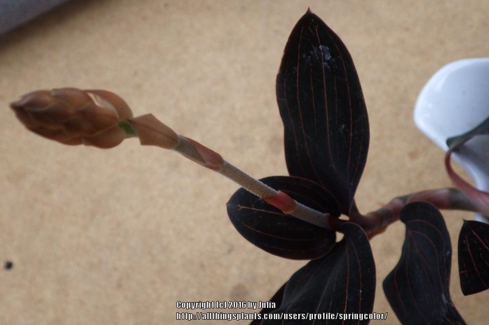 Photo of Jewel Orchid (Ludisia discolor) uploaded by springcolor