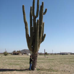 Location: San Tan Valley, AZ
Date: 2013-04-17
For reference I am 5 feet 3 inches tall. This is the biggest Sagu