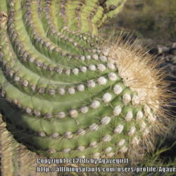 Location: San Tan Valley Mountain Regional Park, AZ
Date: 2010-03-16
Shows the growth pattern and pleats/furrows of the Saguaro.  They