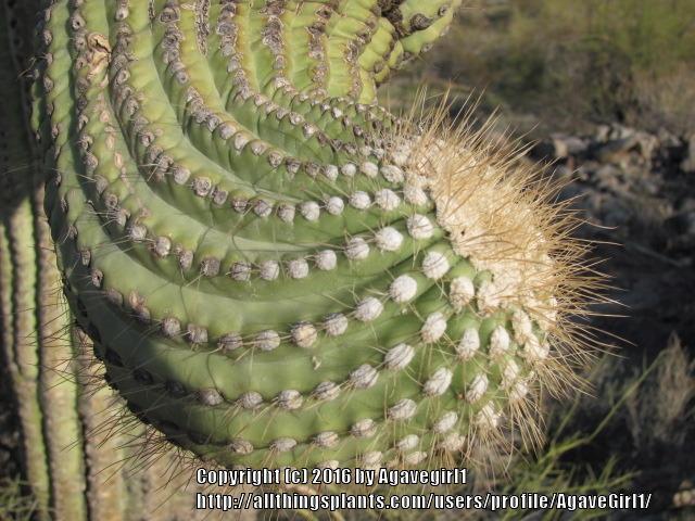 Photo of Saguaro (Carnegiea gigantea) uploaded by AgaveGirl1