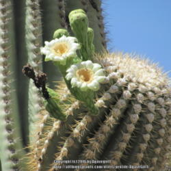 Location: San Tan Mountain Regional Park, AZ
Date: 2011-05-26
Just a close up and more detailed photo of the cactus flower