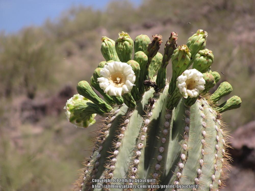 Photo of Saguaro (Carnegiea gigantea) uploaded by AgaveGirl1