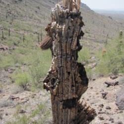 Location: San Tan Valley Mountain Regional Park, Az
Date: 2013-04-17
dying Saguaro
