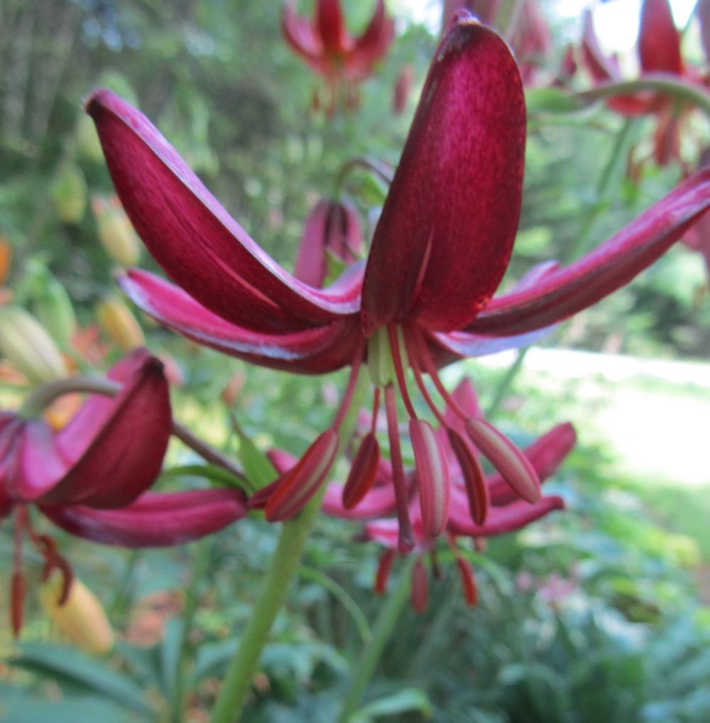 Photo of Lily (Lilium 'Maroon King') uploaded by MAINIAC