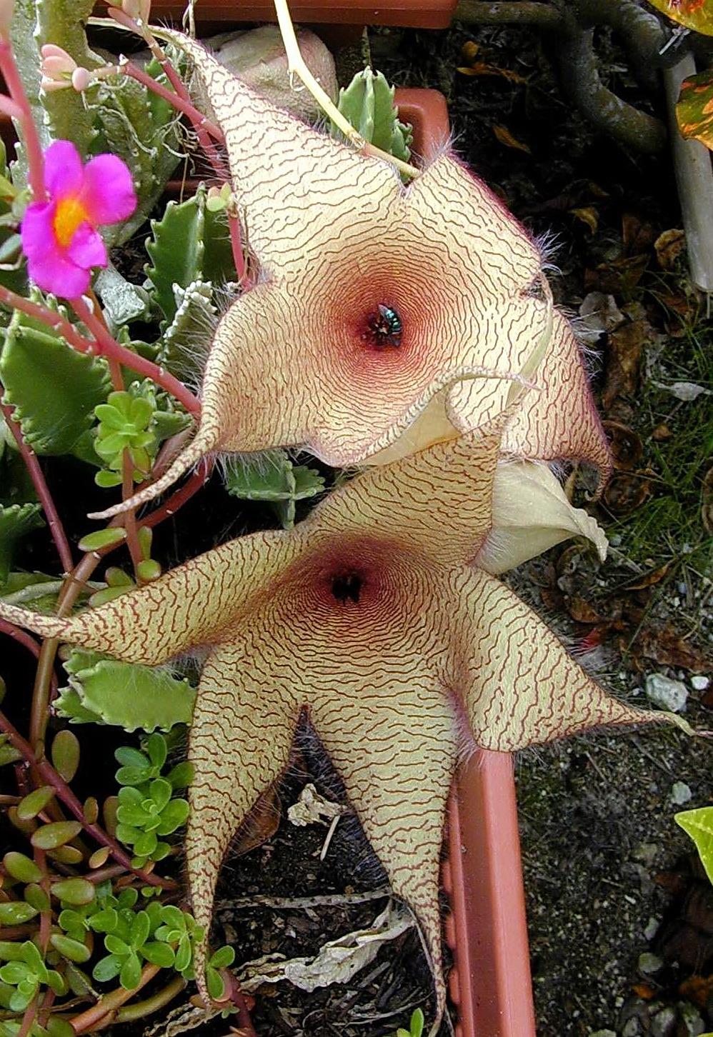 Photo of Starfish Plant (Ceropegia gigantea) uploaded by plantmanager