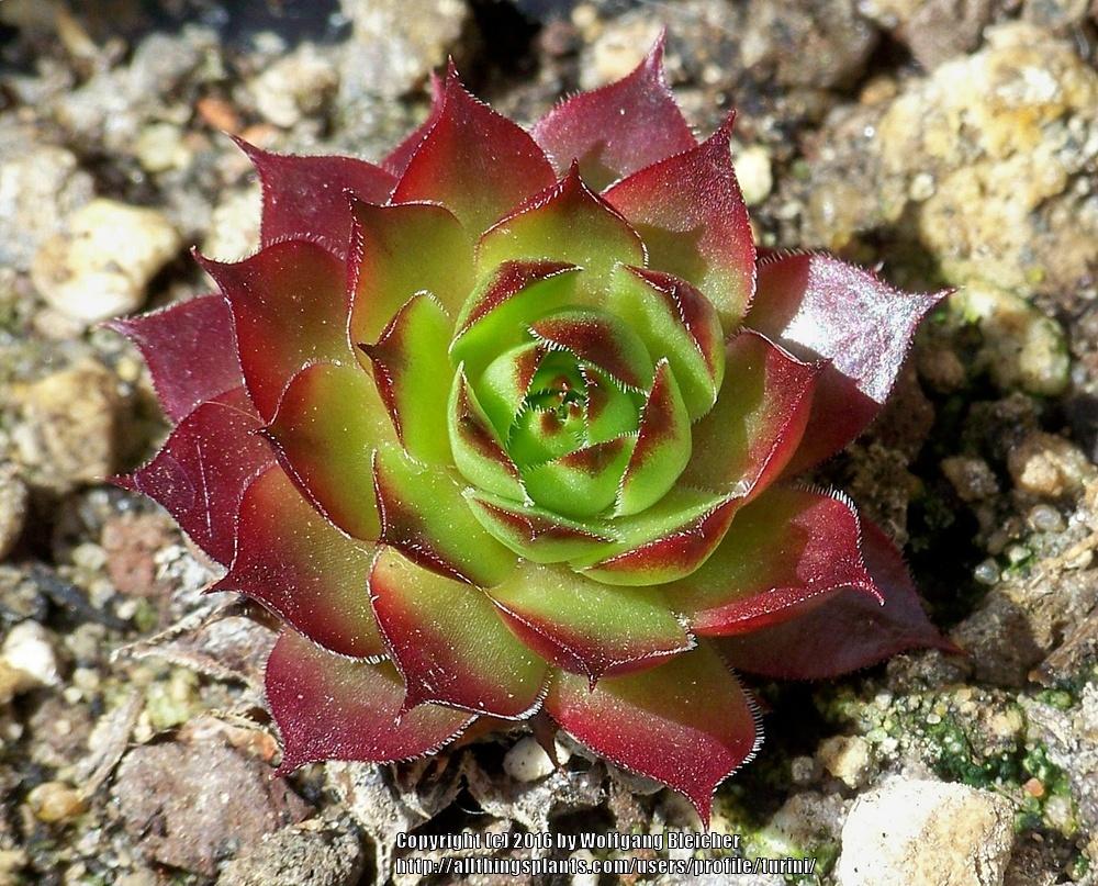 Photo of Hen and Chicks (Sempervivum 'Rollin' Stones') uploaded by turini