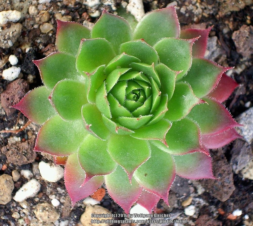 Photo of Hen and Chicks (Sempervivum 'Rollin' Stones') uploaded by turini