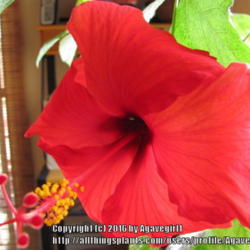 Location: My home; house plant
Date: 2010-02-11