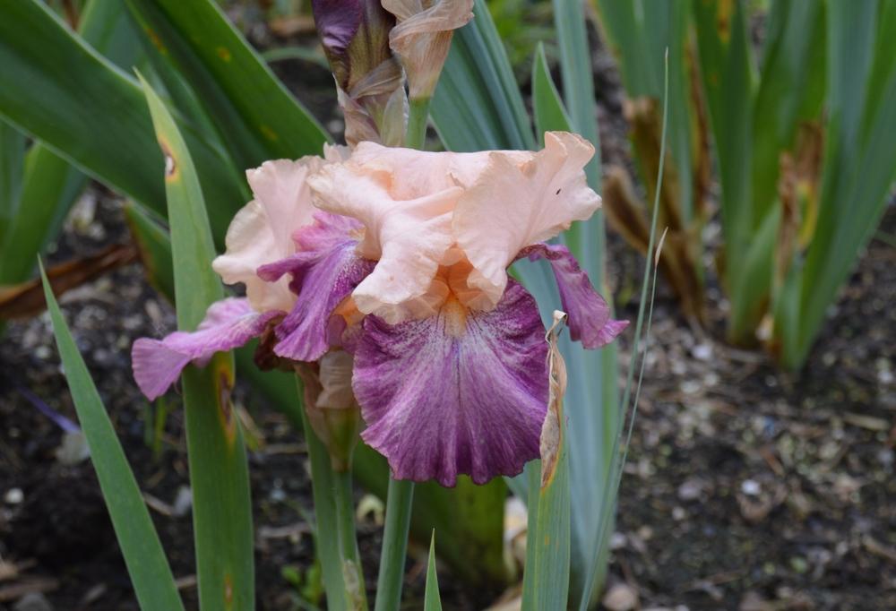 Photo of Border Bearded Iris (Iris 'Shenanigan') uploaded by KentPfeiffer