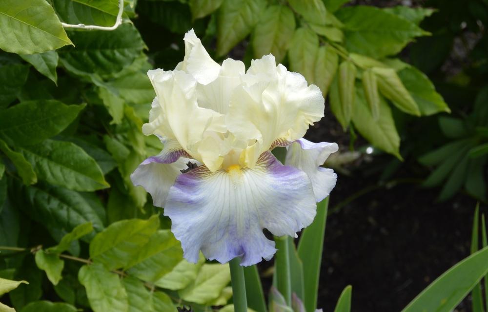Photo of Tall Bearded Iris (Iris 'Seakist') uploaded by KentPfeiffer