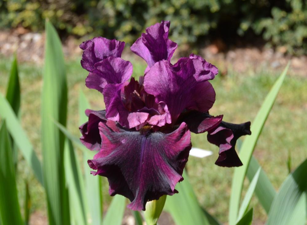 Photo of Tall Bearded Iris (Iris 'Silken Trim') uploaded by KentPfeiffer
