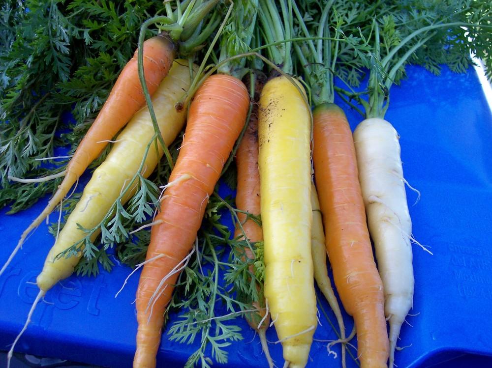 Photo of Rainbow Carrot (Daucus carota var. sativus 'Rainbow') uploaded by farmerdill