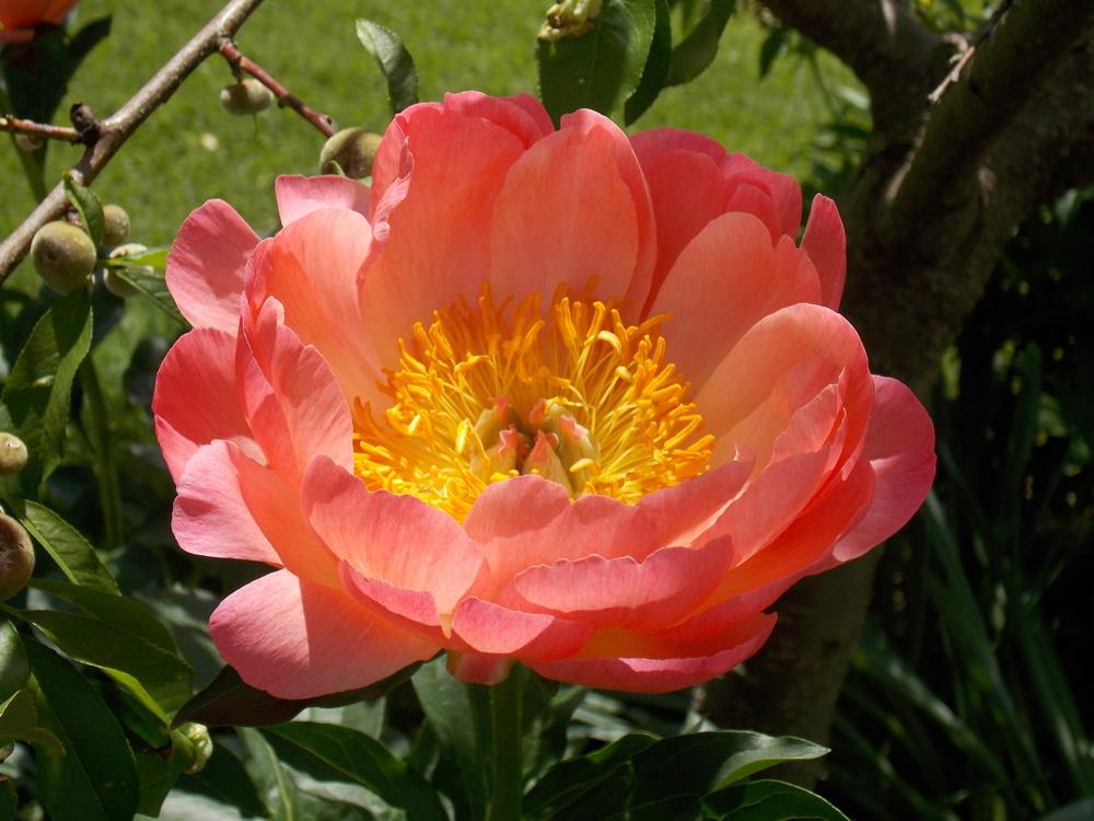 Photo of Peony (Paeonia 'Coral Sunset') uploaded by kousa