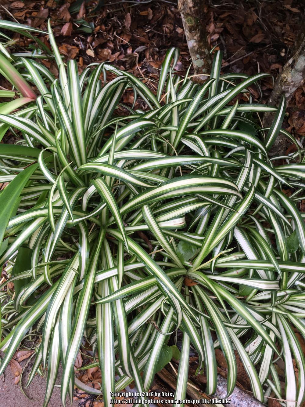 Photo of Variegated Spider Plant (Chlorophytum comosum 'Vittatum') uploaded by piksihk