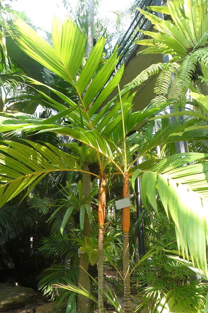Photo of Orange Crownshaft Palm (Areca vestiaria) uploaded by robertduval14