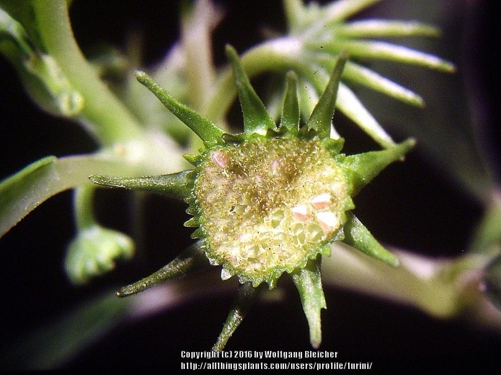 Photo of Dorstenia (Dorstenia foetida) uploaded by turini