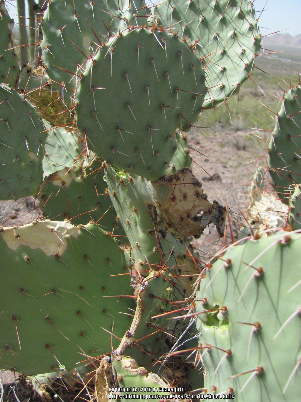 Photo of Prickly Pears (Opuntia) uploaded by AgaveGirl1