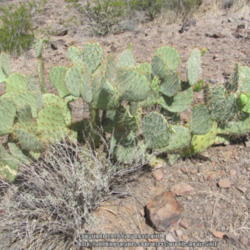 Location: San Tan Mountain Regional Park, AZ
Date: 2011-05-26
beautiful plant in the natural setting