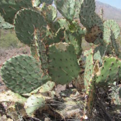 Location: San Tan Mountain Regional Park, AZ
Date: 2013-04-17