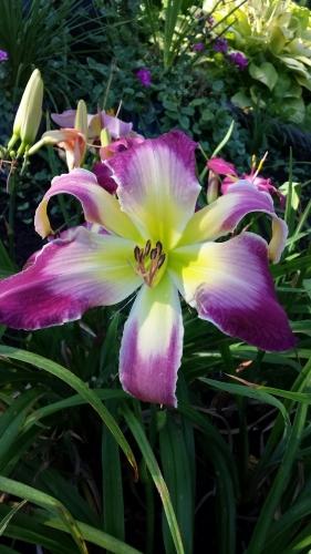 Photo of Daylily (Hemerocallis 'Confessions of a Hemaholic') uploaded by Ahead
