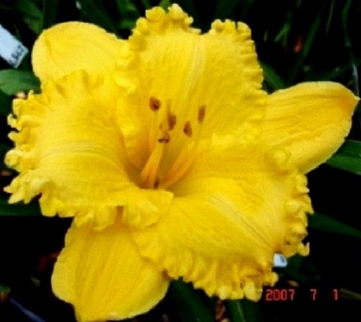 Photo of Daylily (Hemerocallis 'Gaudy Gaudy') uploaded by Sscape