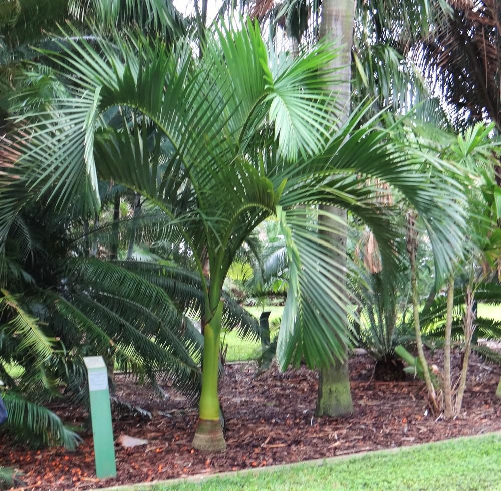 Photo of Carpoxylon Palm (Carpoxylon macrospermum) uploaded by hawkarica