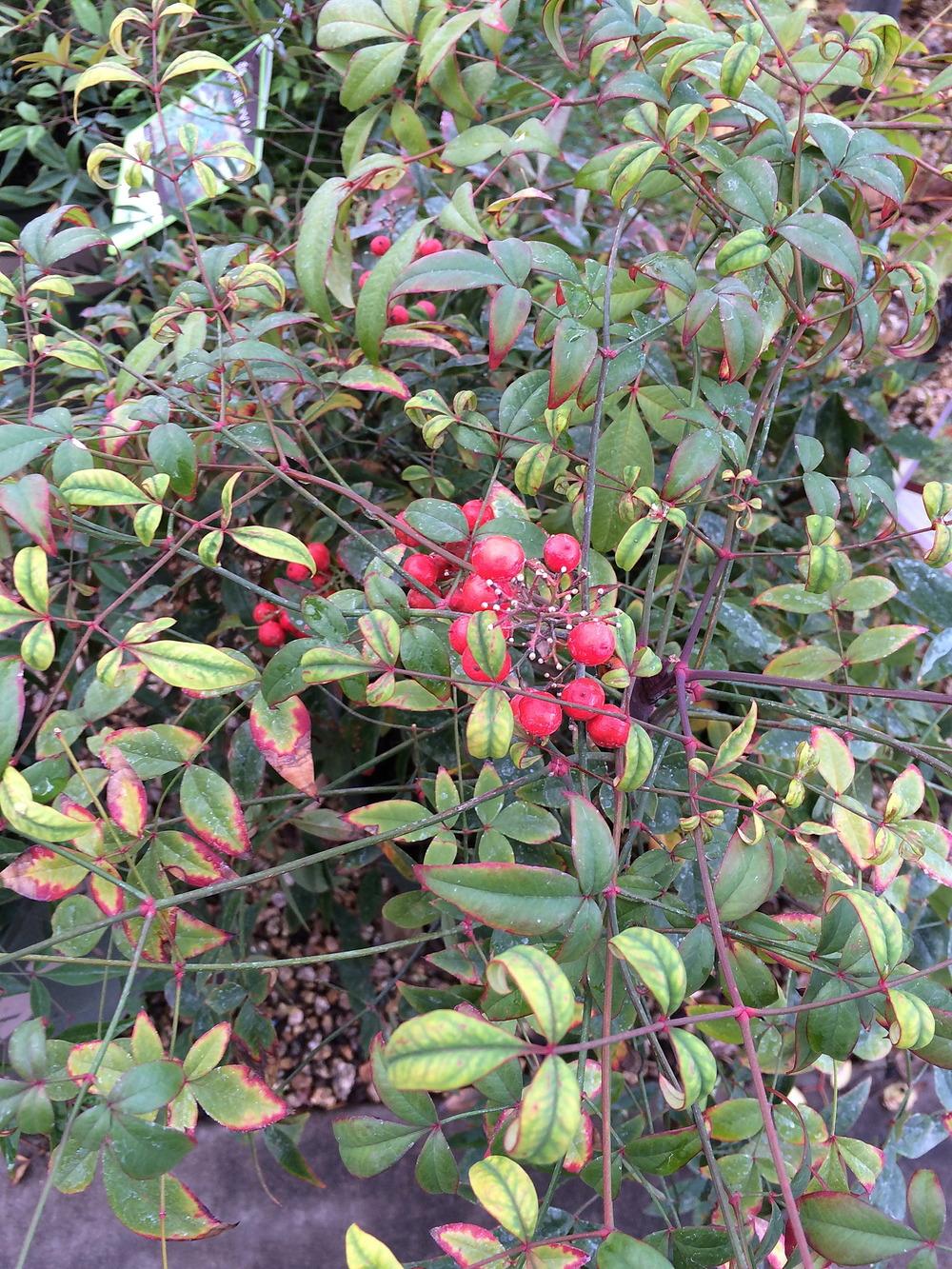Photo of Heavenly Bamboos (Nandina domestica) uploaded by plantmanager