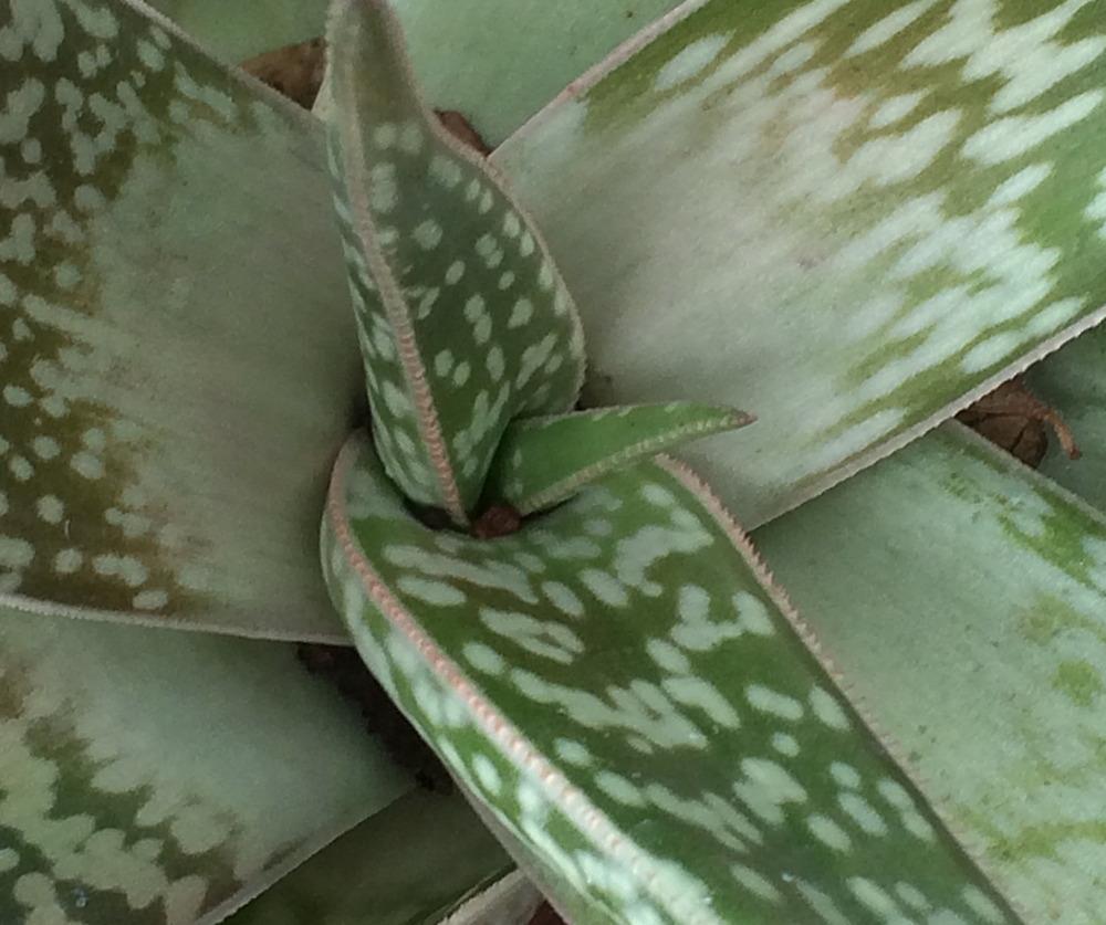 Photo of Aloes (Aloe) uploaded by plantmanager