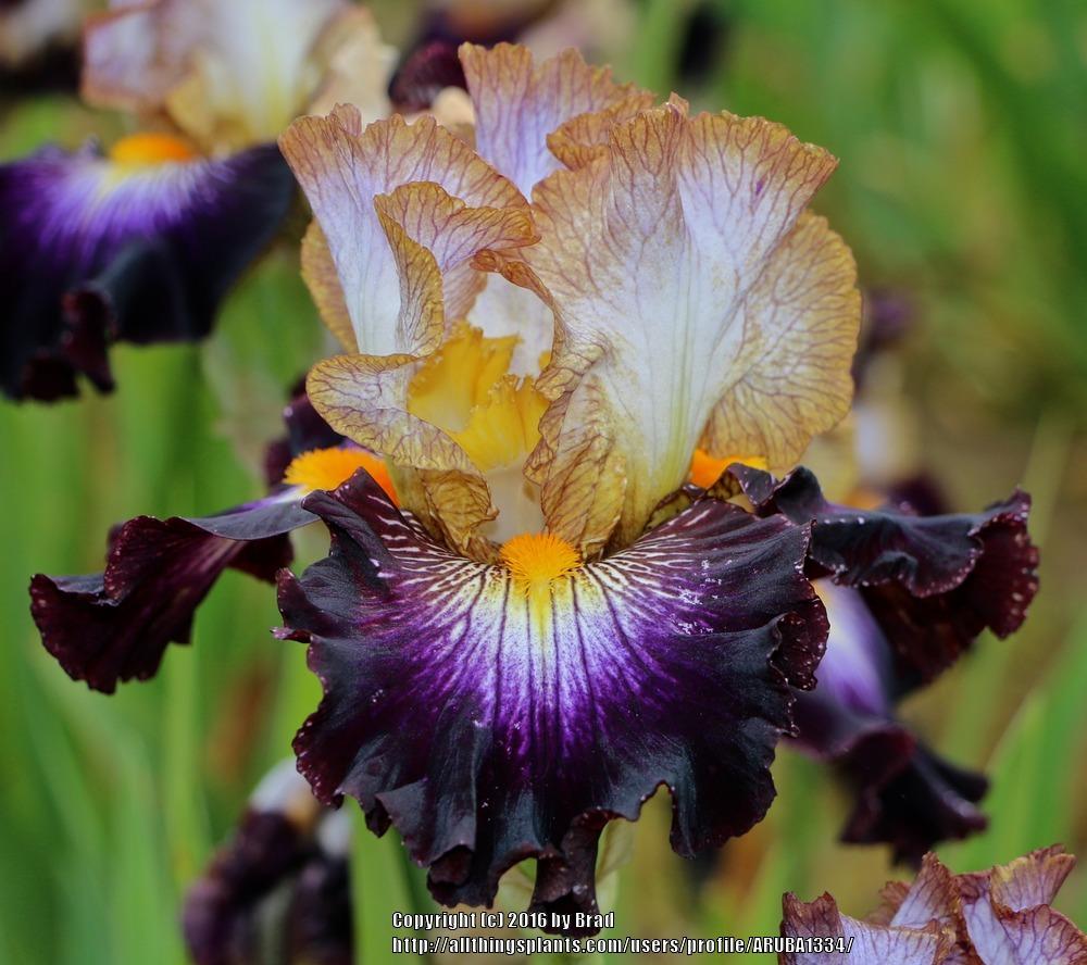 Photo of Tall Bearded Iris (Iris 'Mixed Signals') uploaded by ARUBA1334