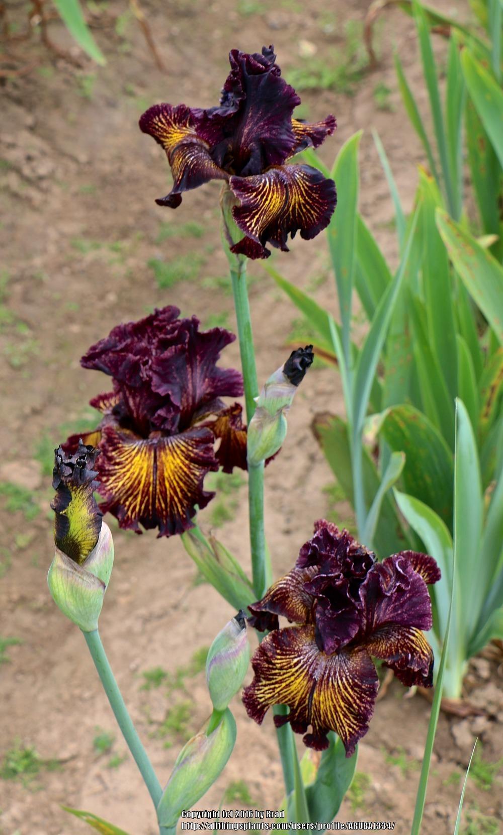 Photo of Tall Bearded Iris (Iris 'Dark Energy') uploaded by ARUBA1334