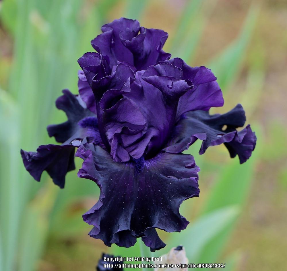 Photo of Tall Bearded Iris (Iris 'Black Lipstick') uploaded by ARUBA1334