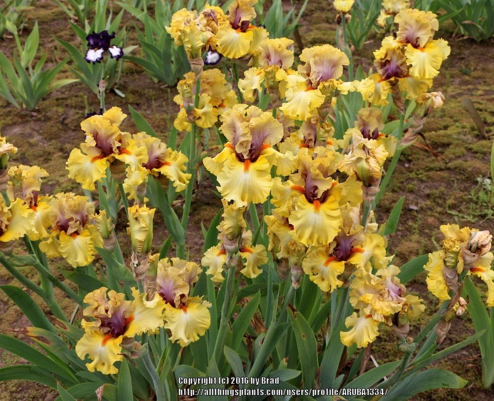 Photo of Tall Bearded Iris (Iris 'Idle Rich') uploaded by ARUBA1334
