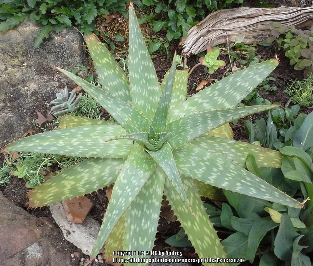 Photo of Soap Aloe (Aloe maculata) uploaded by Esperanza