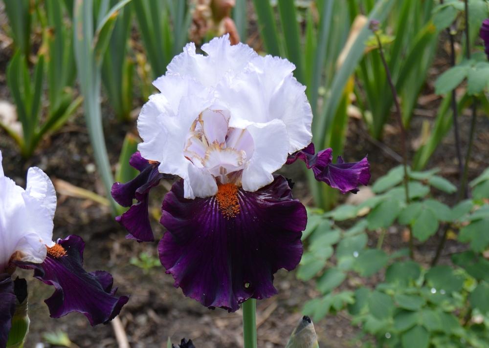 Photo of Tall Bearded Iris (Iris 'Starring') uploaded by KentPfeiffer