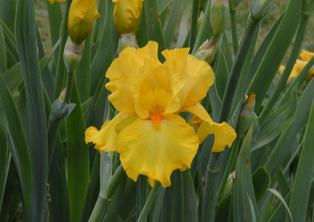Photo of Tall Bearded Iris (Iris 'Slew o' Gold') uploaded by KentPfeiffer