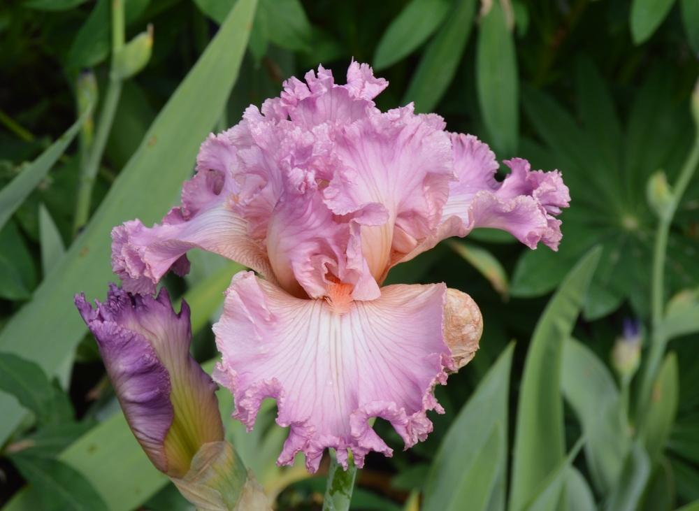 Photo of Tall Bearded Iris (Iris 'Social Graces') uploaded by KentPfeiffer