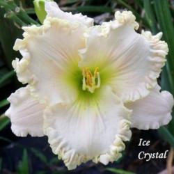 Location: Fort Worth TX 
Date: 2015-07-04
Ice Crystal beautiful white with a blush cast.