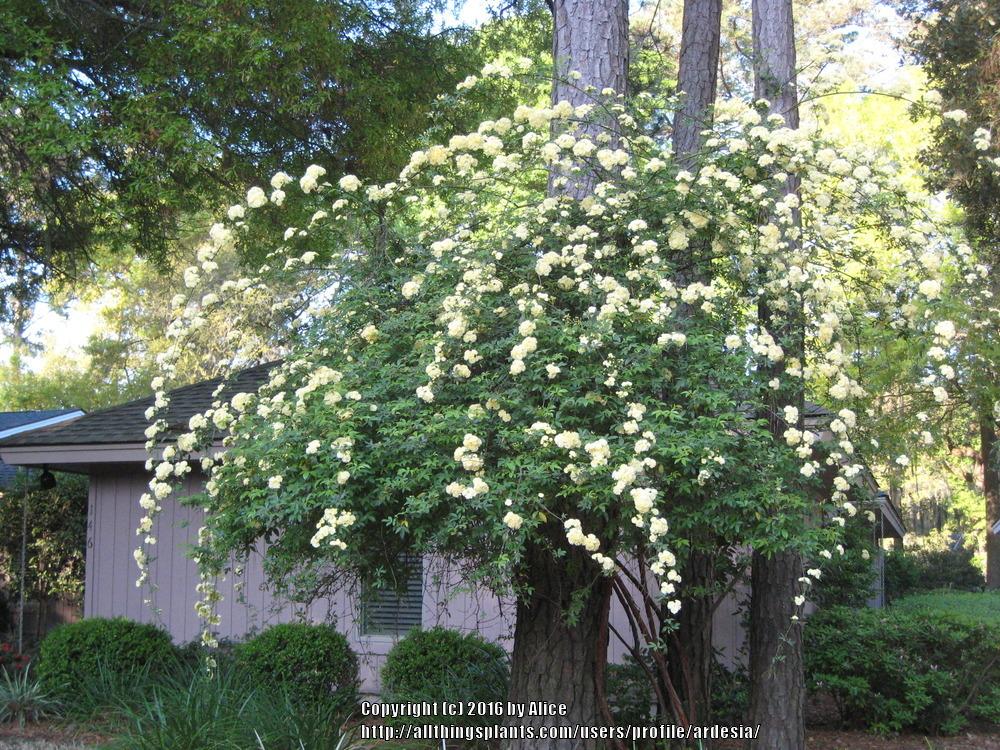 Photo of Lady Banks Yellow (Rosa banksiae 'Lutea') uploaded by ardesia