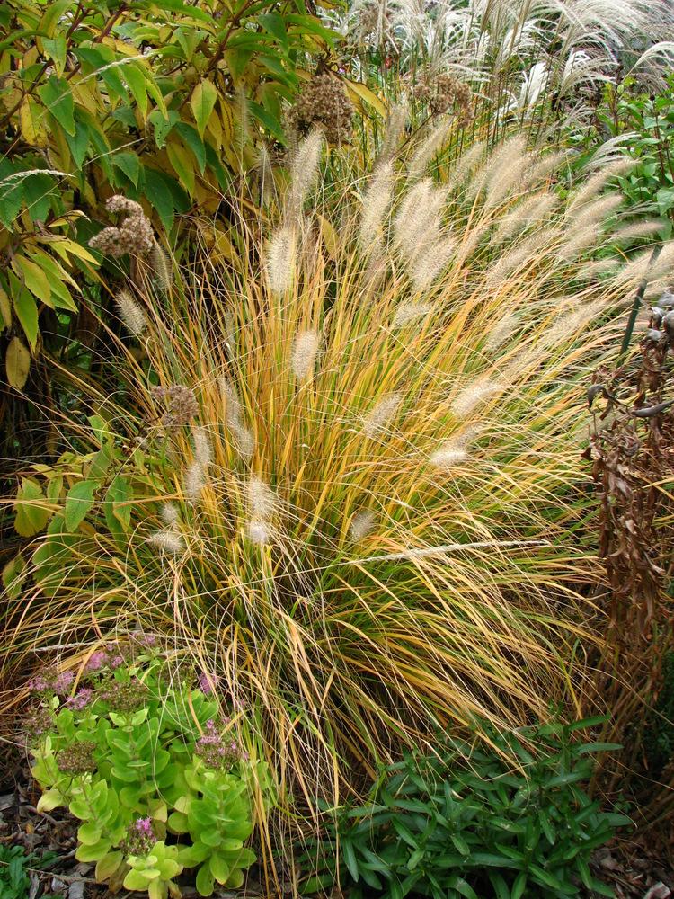 Photo of Fountain Grass (Cenchrus alopecuroides) uploaded by molanic