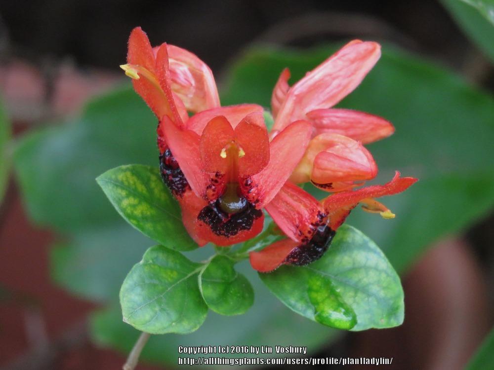 Photo of Hummingbird Plant (Ruttya fruticosa) uploaded by plantladylin