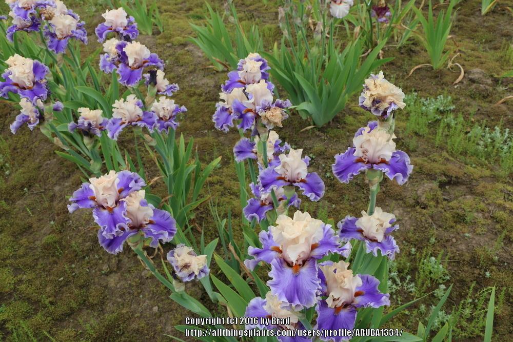 Photo of Tall Bearded Iris (Iris 'Wishes Granted') uploaded by ARUBA1334
