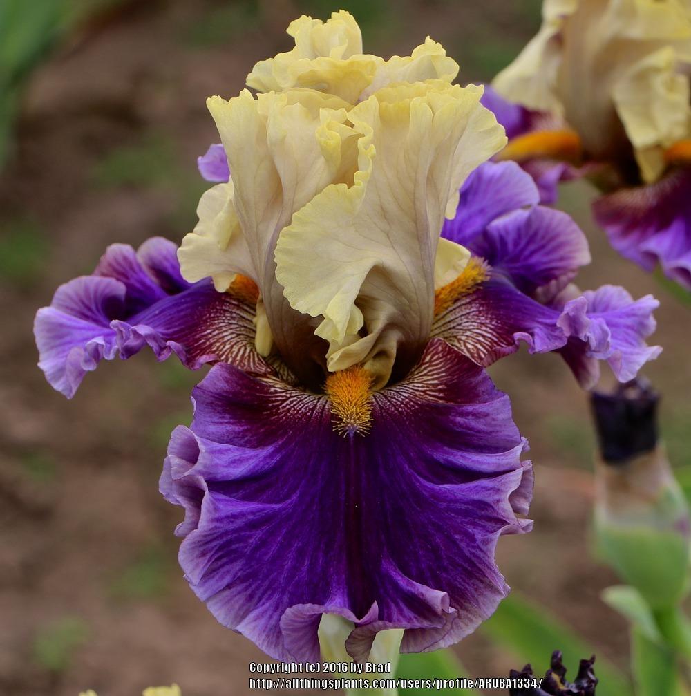 Photo of Tall Bearded Iris (Iris 'Painted Shadows') uploaded by ARUBA1334