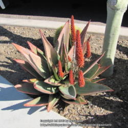 Location: public parking lot
Date: 2011-03-04
Early Spring and the plant was still exhibiting some reddish ting