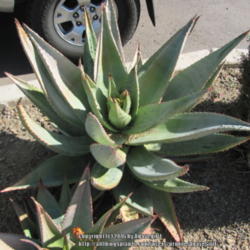 Location: public parking lot
Date: 2011-03-04
same A. ferox but with a warmer temp and the plant is lessed 'str
