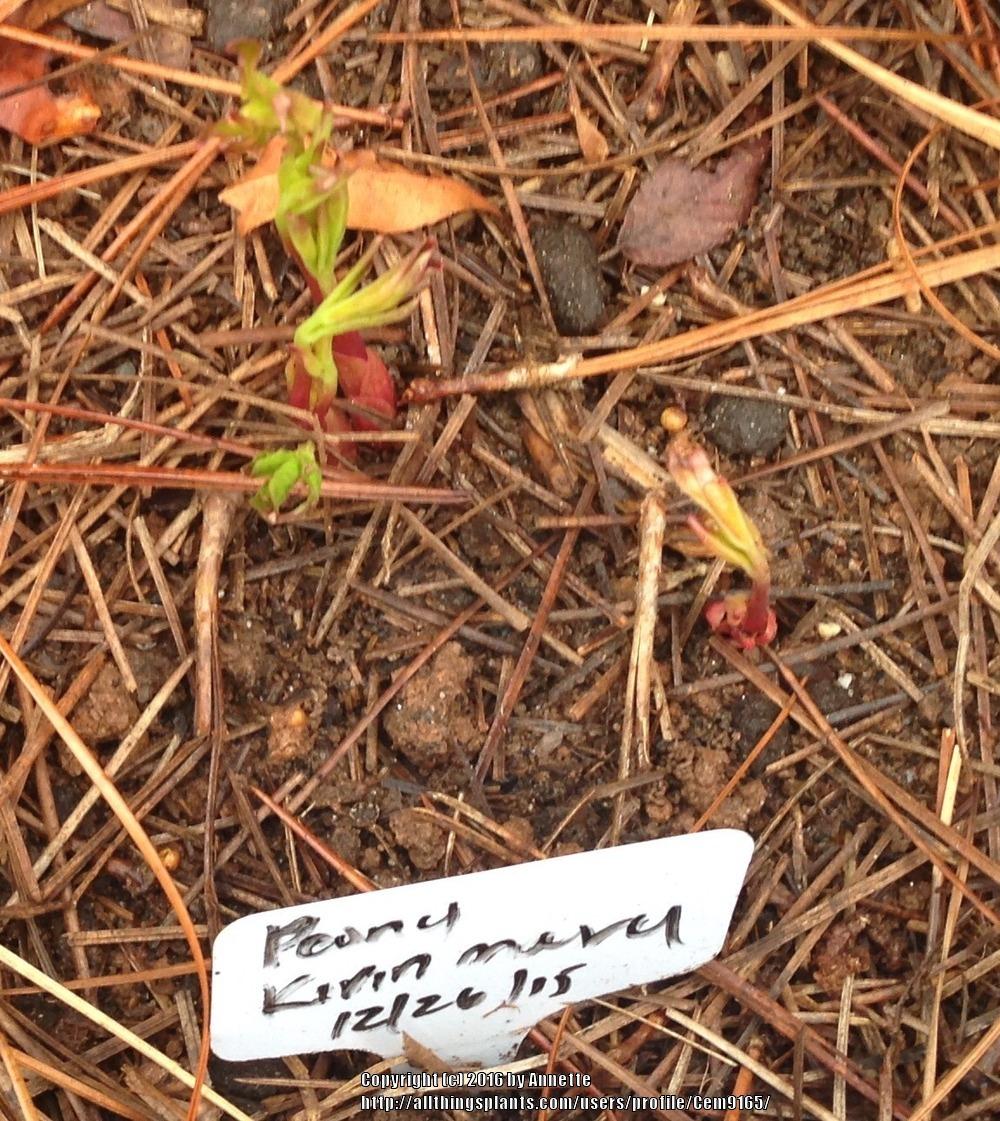 Photo of Peony (Paeonia lactiflora 'Kirinmaru') uploaded by Cem9165